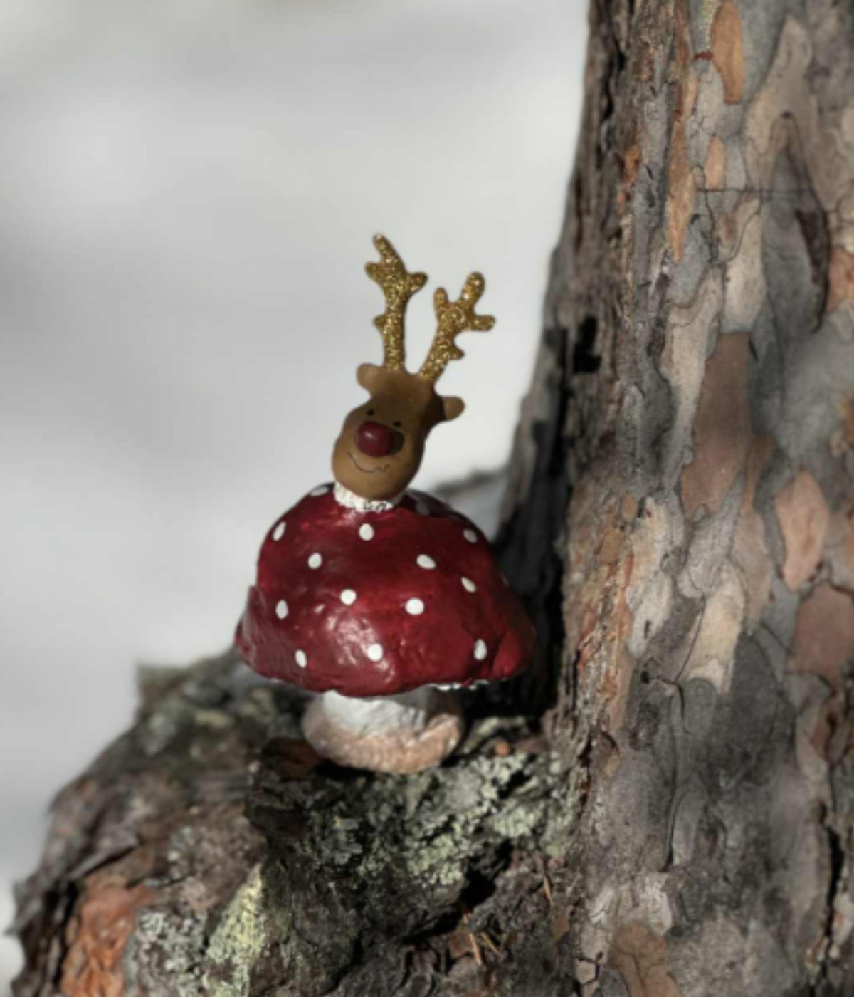 MEDUSA MUSHROOM RUDOLF .